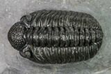 Adrisiops Weugi Trilobite - Recently Described Phacopid #171507-1
